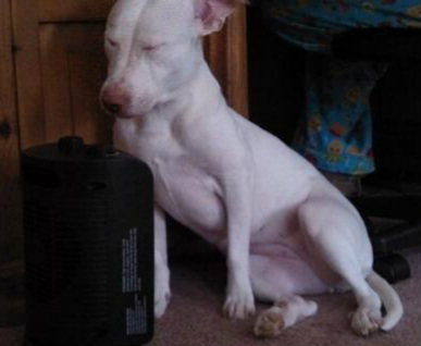 Yuki loves her heater.